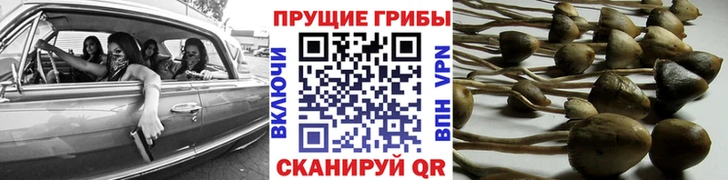 Псилоцибиновые грибы прущие грибы  hydra   Киренск  наркошоп 